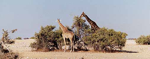 girafescouple.jpg